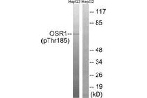 Western blot analysis of extracts from HepG2 cells treated with serum 20% 15', using OSR1 (Phospho-Thr185) Antibody. (OSR1 抗体  (pThr185))