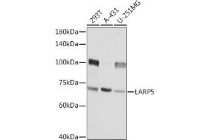 Western blot analysis of extracts of various cell lines, using L Rabbit pAb (ABIN6133432, ABIN6143094, ABIN6143095 and ABIN6216932) at 1:3000 dilution. (LARP4B 抗体  (AA 519-738))