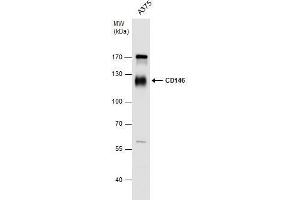 WB Image CD146 antibody detects CD146 protein by western blot analysis. (MCAM 抗体  (N-Term))