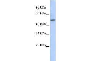 WB Suggested Anti-PDZK1 Antibody Titration:  0. (PDZK1 抗体  (N-Term))