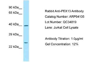 Western Blotting (WB) image for anti-Peroxisomal Biogenesis Factor 13 (PEX13) (C-Term) antibody (ABIN2789732) (PEX13 抗体  (C-Term))