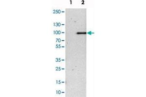 Western blot analysis of cell lysates with LEPREL1 polyclonal antibody . (LEPREL1 抗体)