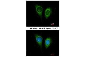 ICC/IF Image Immunofluorescence analysis of methanol-fixed HeLa, using FSTL1, antibody at 1:200 dilution. (FSTL1 抗体  (C-Term))