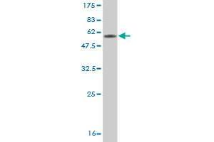 Western Blot detection against Immunogen (49. (CD7 抗体  (AA 21-240))