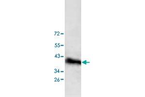 Western blot analysis of HepG2 cell lysate with DPF1 polyclonal antibody  at 1 : 200 dilution. (DPF1 抗体  (C-Term))