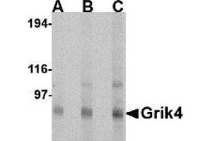 Western Blotting (WB) image for anti-Glutamate Receptor, Ionotropic, Kainate 4 (GRIK4) (N-Term) antibody (ABIN1031397) (GRIK4 抗体  (N-Term))