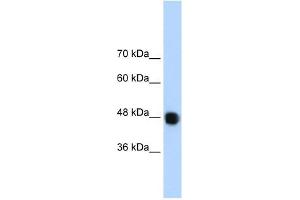 DAZAP1 antibody used at 1. (DAZAP1 抗体  (C-Term))