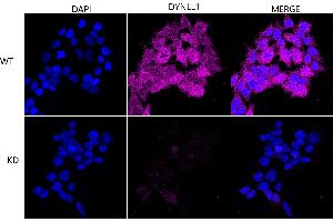 Immunocytochemical staining of HeLa cells using DYNLL1 antibody (ABIN7798403), 1:1,000), Top panel: wild-type (WT), Bottom panal: DYNLL1 shRNA knockdown (KD).