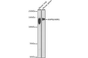 Western blot analysis of extracts of various cell lines, using ANPRB/NRP2 antibody (ABIN7268831) at 1:1000 dilution. (NPR2 抗体)
