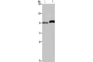 Gel: 6 % SDS-PAGE, Lysate: 40 μg, Lane 1-2: LoVo cells, Hela cells, Primary antibody: ABIN7129356(ELAC2 Antibody) at dilution 1/250, Secondary antibody: Goat anti rabbit IgG at 1/8000 dilution, Exposure time: 1 minute (ELAC2 抗体)