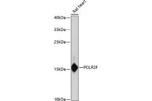 Western blot analysis of extracts of rat heart, using POLR2F antibody (ABIN6132561, ABIN6145919, ABIN6145921 and ABIN6222568) at 1:3000 dilution. (POLR2F 抗体  (AA 1-127))