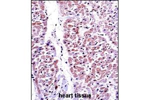 PTEN Antibody (C-term ) ((ABIN6242539 and ABIN6579043))immunohistochemistry analysis in formalin fixed and paraffin embedded human heart tissue followed by peroxidase conjugation of the secondary antibody and DAB staining. (PTEN 抗体  (C-Term))