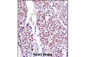 PTEN Antibody (C-term ) ((ABIN6242539 and ABIN6579043))immunohistochemistry analysis in formalin fixed and paraffin embedded human heart tissue followed by peroxidase conjugation of the secondary antibody and DAB staining.