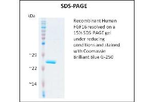 SDS-PAGE (SDS) image for Fibroblast Growth Factor 16 (FGF16) (Active) protein (ABIN5509484) (FGF16 蛋白)