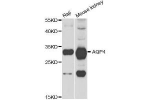 Western blot analysis of extracts of various cell lines, using AQP4 antibody. (Aquaporin 4 抗体  (AA 244-323))