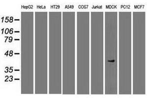 Image no. 6 for anti-SRY (Sex Determining Region Y)-Box 17 (SOX17) (AA 177-414) antibody (ABIN1491032)