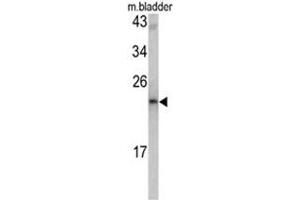 Western blot analysis of MCT-1 antibody (N-term) in mouse bladder tissue lysates (35ug/lane). (MCTS1 抗体  (N-Term))