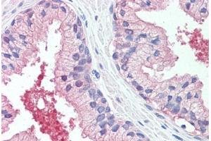Anti-CADM2 antibody  ABIN960749 IHC staining of human prostate. (CADM2 抗体  (Extracellular Domain))