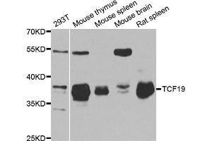 Western Blotting (WB) image for anti-Transcription Factor 19 (TCF19) antibody (ABIN1877133) (TCF19 抗体)