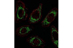 Immunofluorescence (IF) image for anti-Ornithine Aminotransferase (OAT) antibody (ABIN3003953) (OAT 抗体)