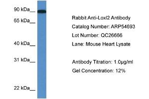 Western Blotting (WB) image for anti-Lysyl Oxidase-Like 2 (LOXL2) (C-Term) antibody (ABIN2785834) (LOXL2 抗体  (C-Term))