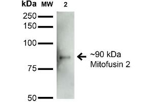 Western Blot analysis of Rat Brain Membrane showing detection of ~90 kDa Mitofusin 2 protein using Mouse Anti-Mitofusin 2 Monoclonal Antibody, Clone S153-5 . (MFN2 抗体  (AA 370-600))