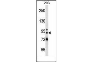 Western blot analysis of GCC1 Antibody (C-term) in 293 cell line lysates (35ug/lane). (GCC1 抗体  (C-Term))