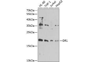 Western blot analysis of extracts of various cell lines, using DR1 antibody  at 1:1000 dilution. (DR1 抗体  (AA 1-176))