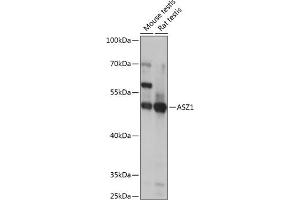 Western blot analysis of extracts of various cell lines, using  antibody  at 1:1000 dilution. (ASZ1 抗体  (AA 1-350))