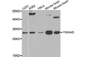Western blot analysis of extracts of various cell lines, using YWHAG antibody. (14-3-3 gamma 抗体)