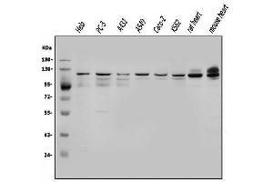 Western blot analysis of OGT using anti-OGT antibody (ABIN3043893). (OGT 抗体  (C-Term))