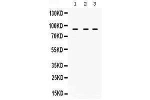 Western blot analysis of AFG3L2 expression in rat brain extract ( Lane 1), mouse spleen extract ( Lane 2) and U87 whole cell lysates ( Lane 3). (AFG3L2 抗体  (AA 168-250))