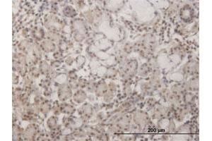Immunoperoxidase of monoclonal antibody to GSC on formalin-fixed paraffin-embedded human salivary gland. (GSC 抗体  (AA 78-186))