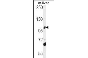 DHTKD1 Antibody (Center) (ABIN654672 and ABIN2844367) western blot analysis in mouse liver tissue lysates (35 μg/lane). (DHTKD1 抗体  (AA 392-421))