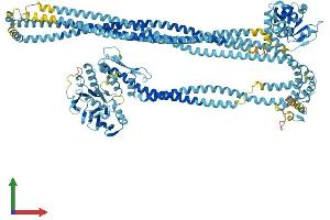 Protein Structure (PS) image for Structural Maintenance of Chromosomes 1A (SMC1A) (AA 1-1233) protein (His tag) (ABIN7564946)