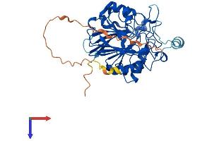 NAPEPLD Protein (AA 1-396) (His tag)