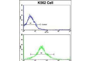 Flow cytometric analysis of K562 cells using MMP19 Antibody (bottom histogram) compared to a negative control cell (top histogram). (MMP19 抗体  (C-Term))