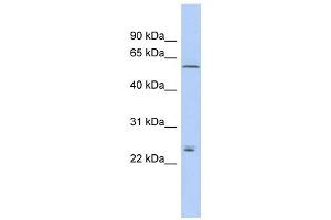 Claudin 15 antibody used at 1 ug/ml to detect target protein.