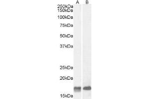 ABIN571062 (2µg/ml) staining of Mouse (A) and Rat (B) Brain lysate (35µg protein in RIPA buffer).