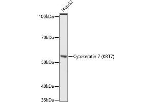 Western blot analysis of extracts of HepG2 cells, using Cytokeratin 7 (KRT7) antibody (ABIN6129292, ABIN6143037, ABIN6143039 and ABIN6215559) at 1:1000 dilution. (Cytokeratin 7 抗体  (AA 1-94))