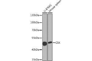 Western blot analysis of extracts of various cell lines, using CSK Rabbit pAb (ABIN7265975) at 1:1000 dilution. (CSK 抗体  (AA 1-200))