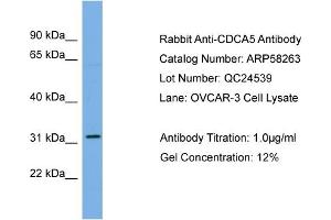WB Suggested Anti-CDCA5  Antibody Titration: 0. (CDCA5 抗体  (Middle Region))