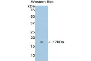 Western Blotting (WB) image for anti-Urocortin 3 (UCN3) (AA 22-161) antibody (ABIN1860902) (UCN3 抗体  (AA 22-161))