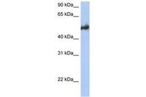 Image no. 1 for anti-BCL2-Associated Athanogene 3 (BAG3) (AA 215-264) antibody (ABIN6743472) (BAG3 抗体  (AA 215-264))