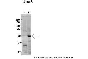 Sample Type: 1. (UBA3 抗体  (N-Term))