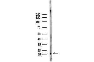 Western blot analysis of lysates from Mouse liver, using CHCH Antibody at 1/1000 dilution.