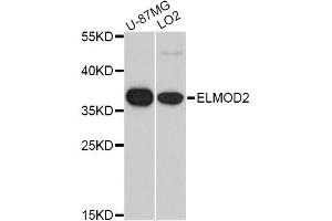 Western blot analysis of extracts of various cell lines, using ELMOD2 antibody (ABIN5975660) at 1/1000 dilution. (ELMOD2 抗体)