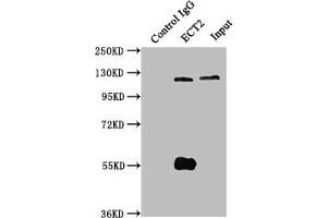 Immunoprecipitating ECT2 in Hela whole cell lysate Lane 1: Rabbit control IgG instead of ABIN7165313 in Hela whole cell lysate. (ECT2 抗体  (AA 283-453))