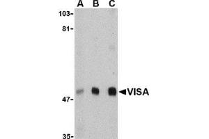 Western blot analysis of VISA in A20 cell lysate with this product at (A) 0.
