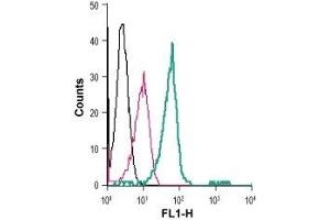 Cell surface detection of LPA receptor 2 in live intact human THP-1 monocytic leukemia cells: (black line) Cells. (EDG4 抗体  (Extracellular) (FITC))